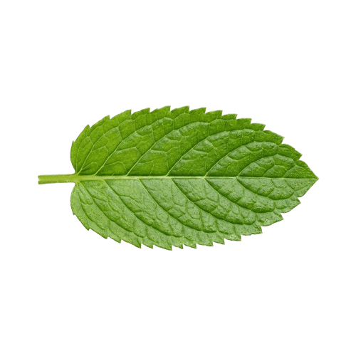 mint
